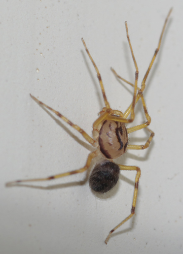 Scytodes velutina